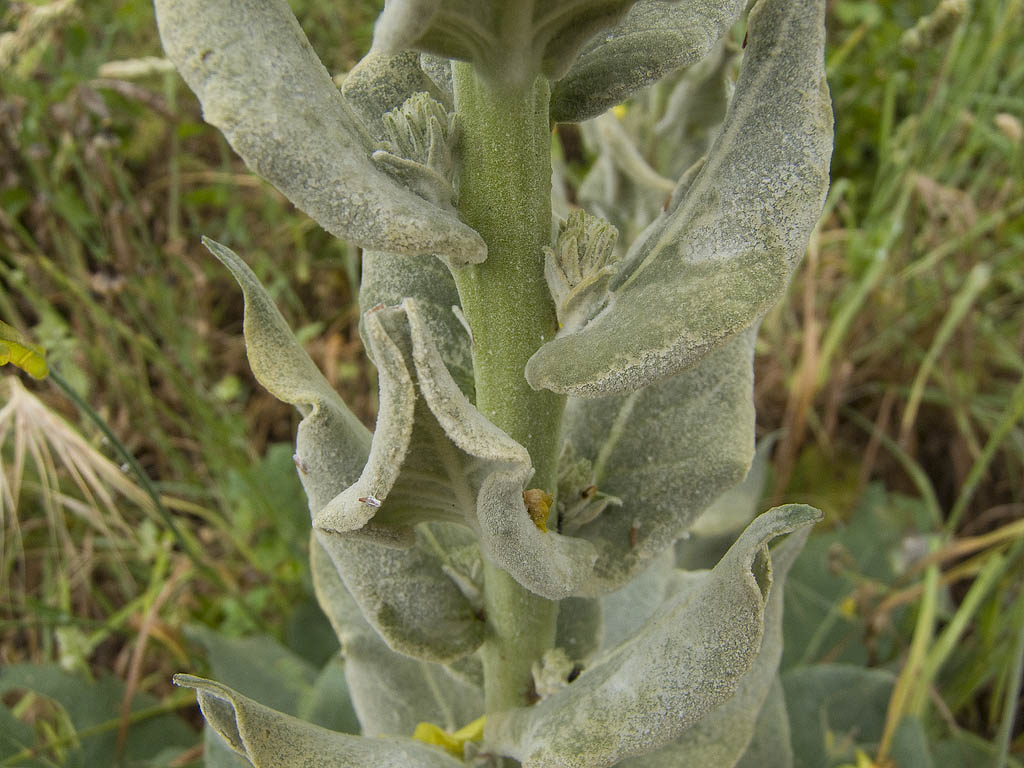 Verbascum pulverulentum